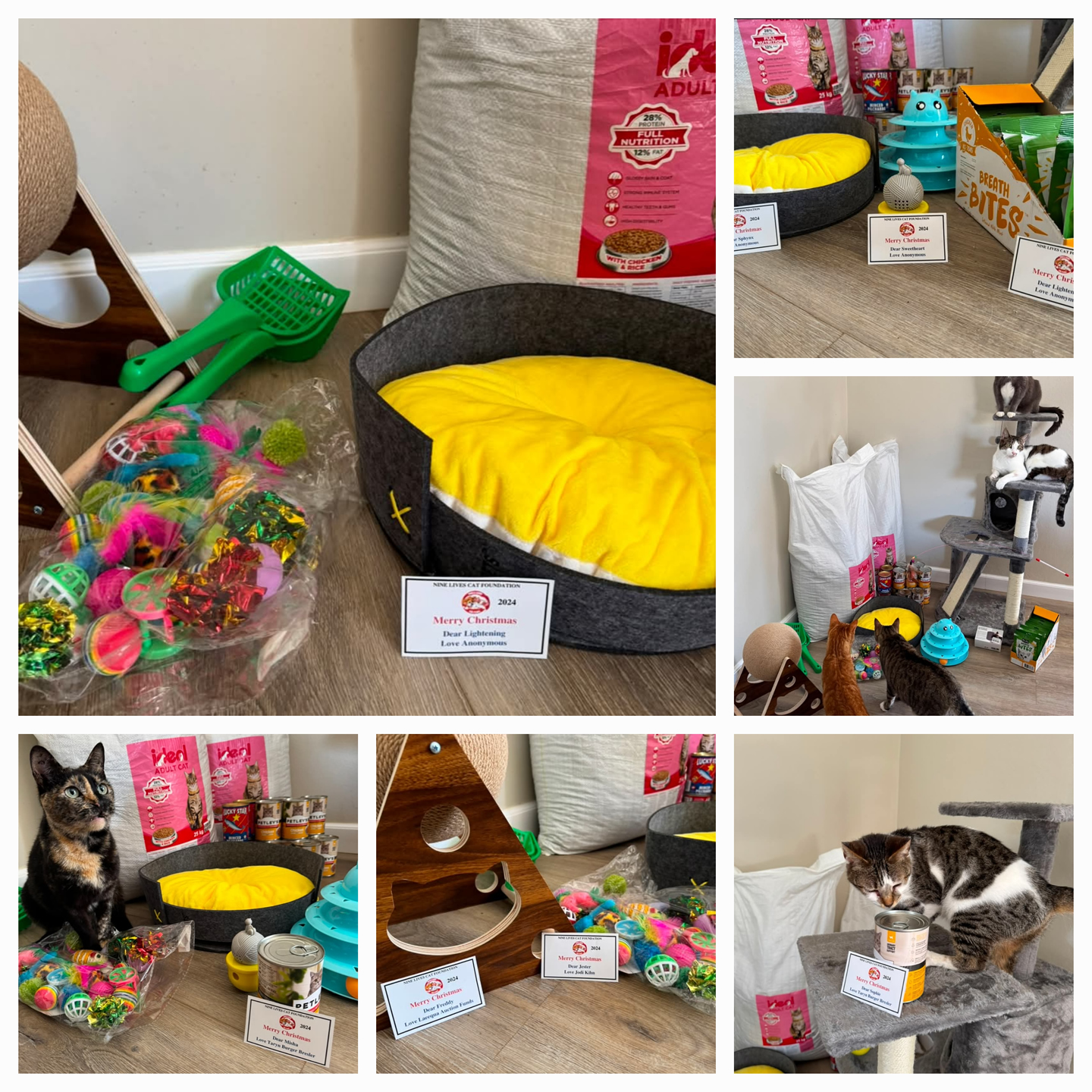 Nine Lives Cat Foundation